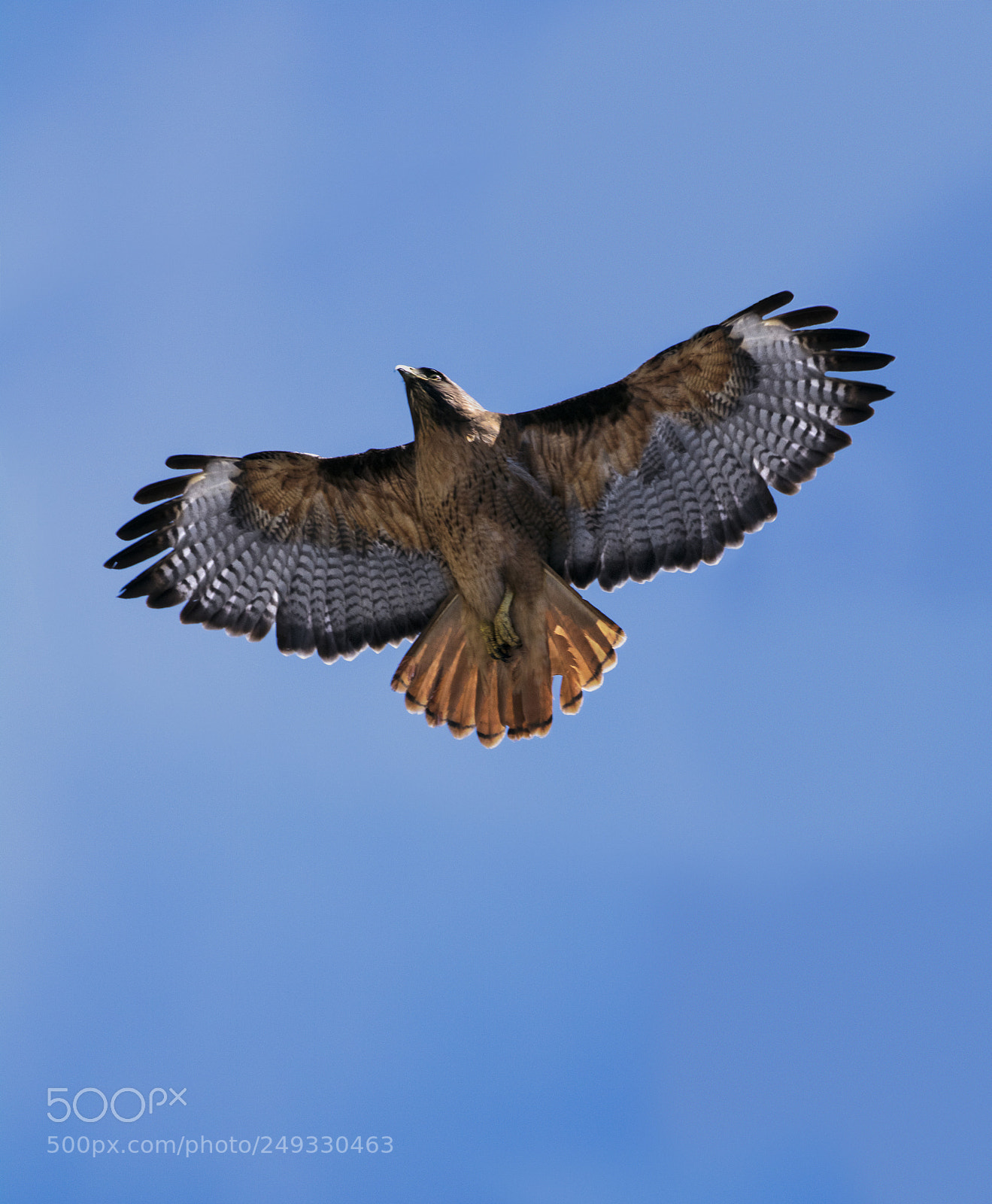 Canon EOS 750D (EOS Rebel T6i / EOS Kiss X8i) sample photo. Hawk spread wings photography