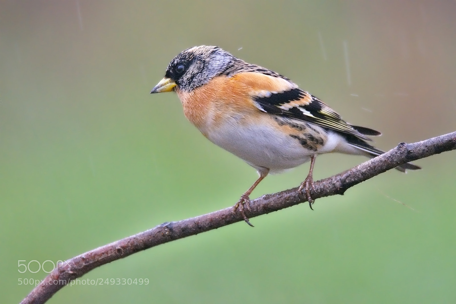 Nikon D7200 sample photo. Brambling photography