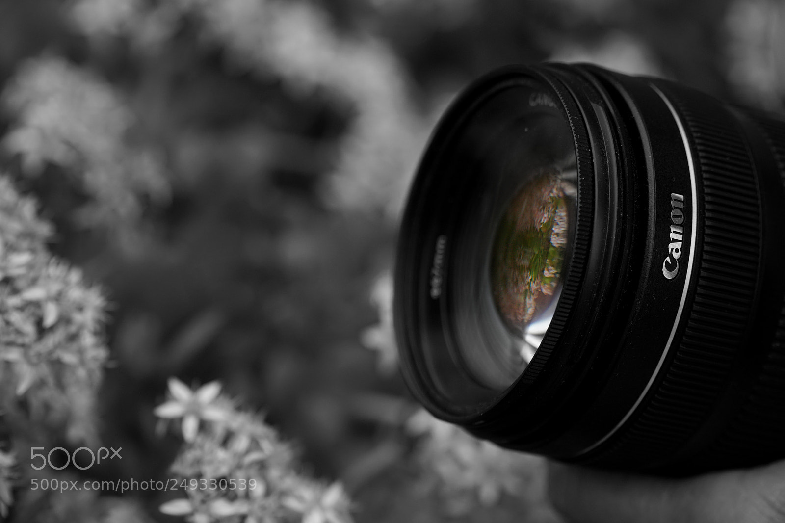 Sony a6500 sample photo. Reflection of nature photography
