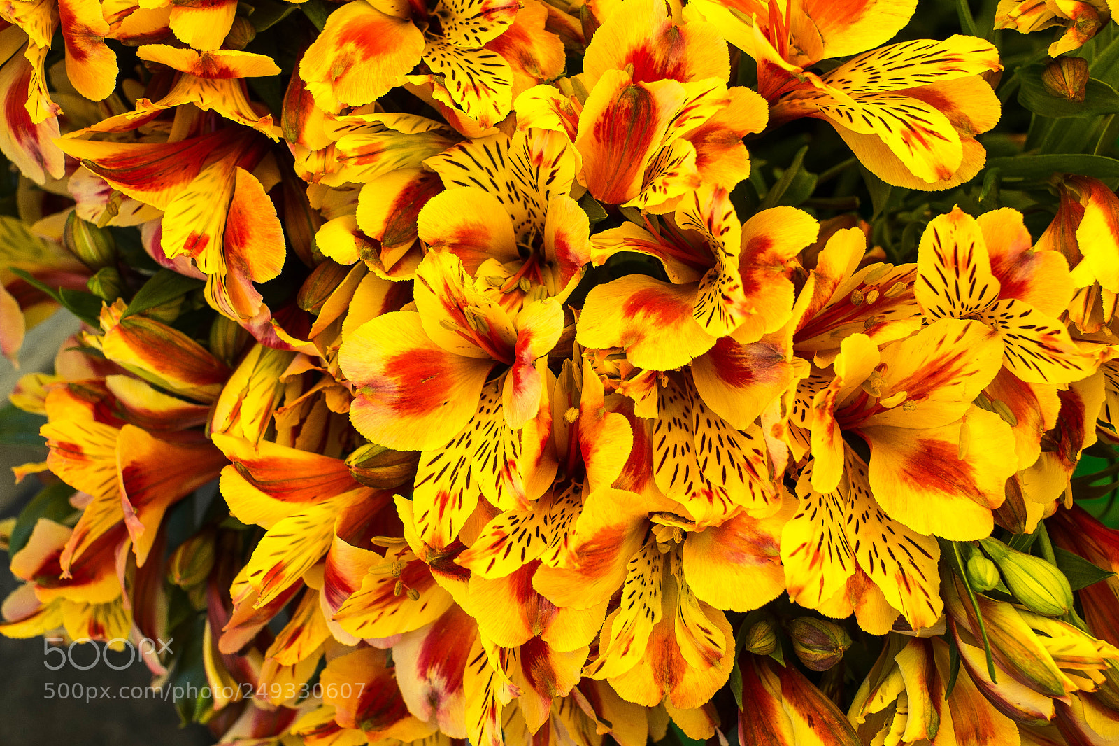 Fujifilm X-Pro1 sample photo. Splash of yellow photography