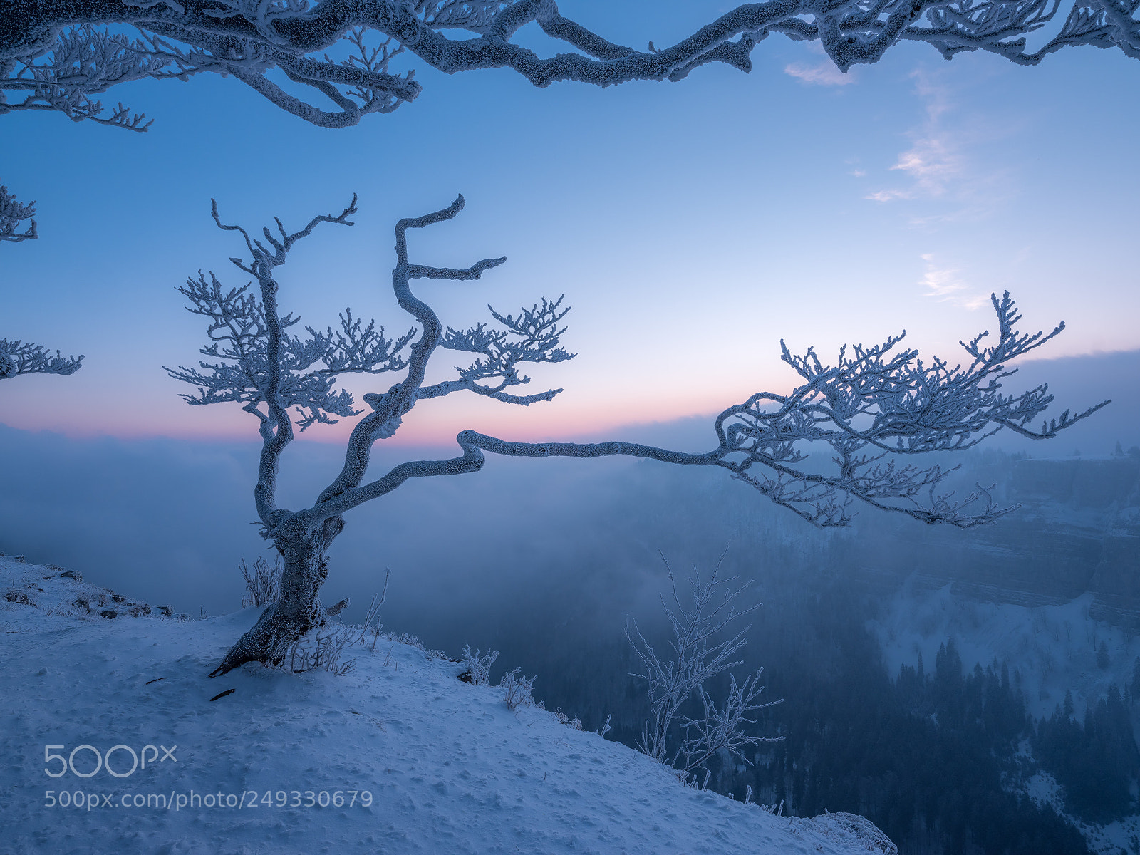 Fujifilm GFX 50S sample photo. Der baum photography