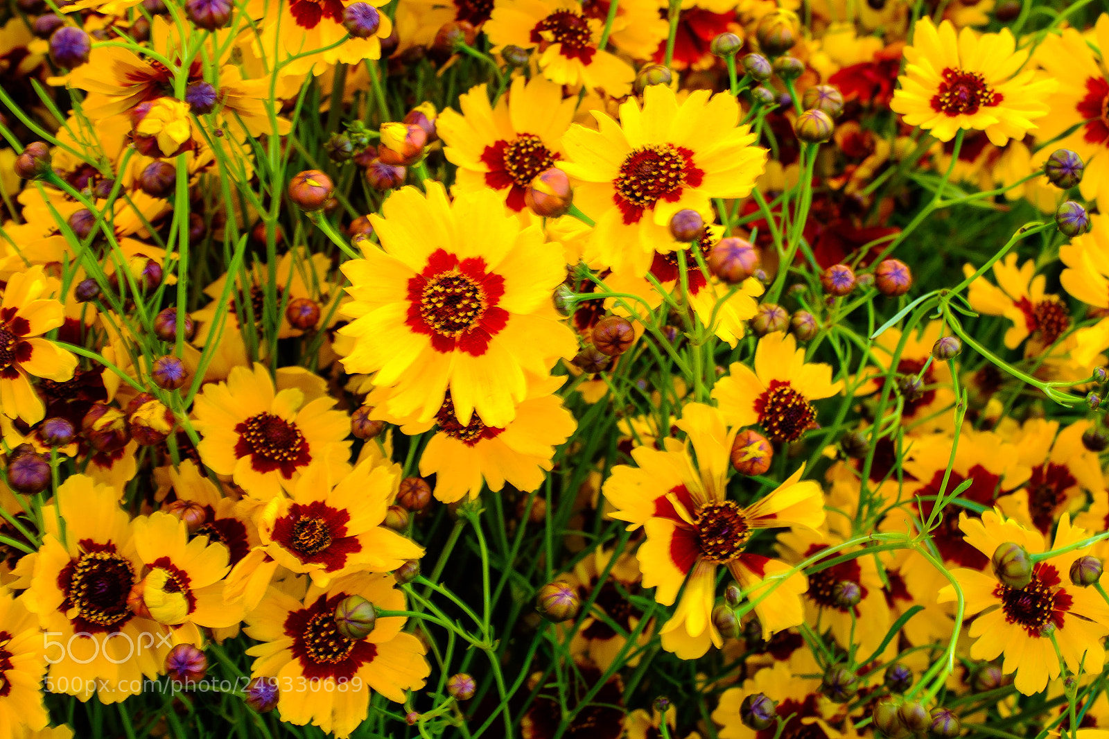 Fujifilm X-Pro1 sample photo. The star photography