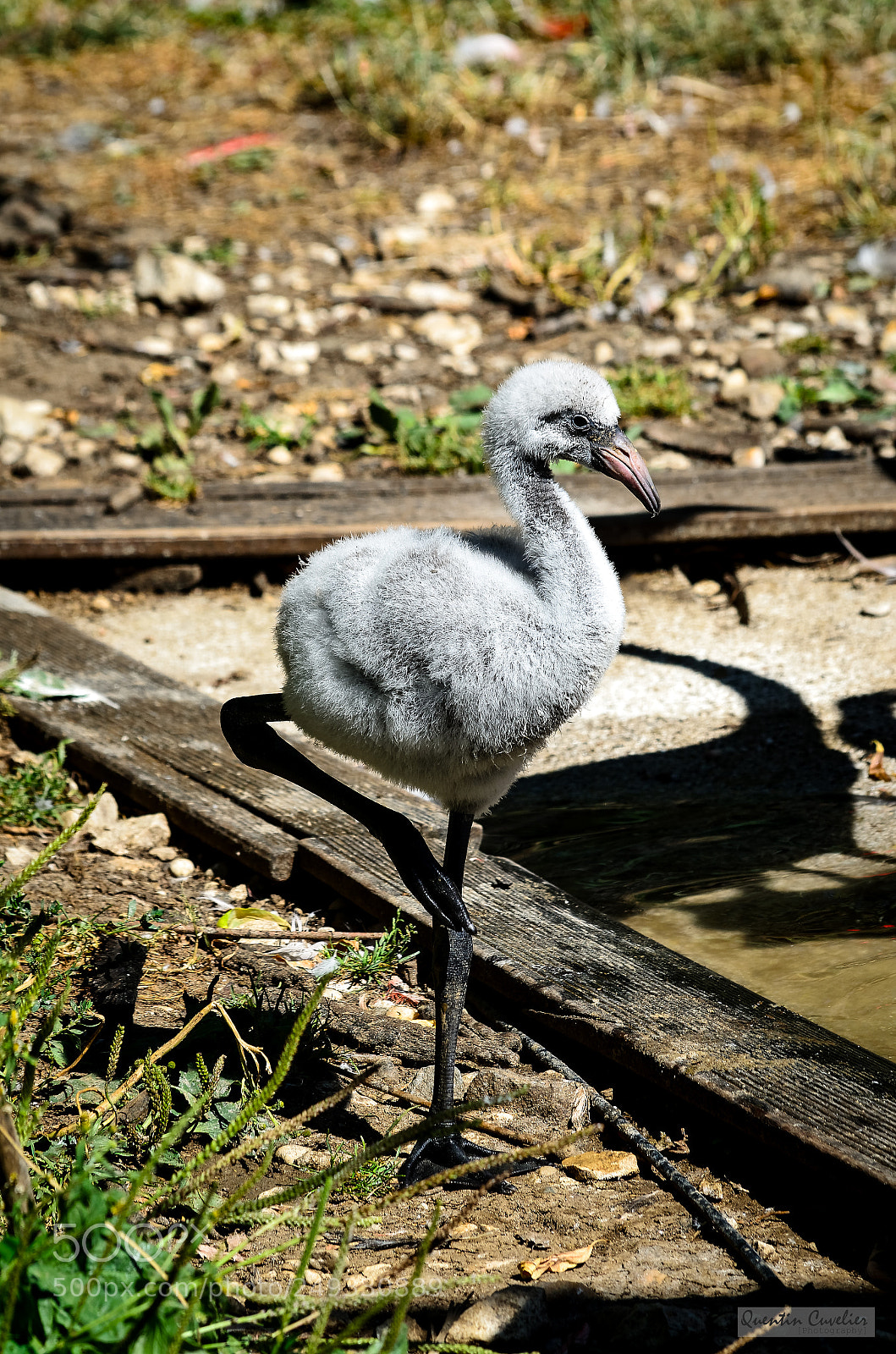 Nikon D7000 sample photo. Bird on his leg photography