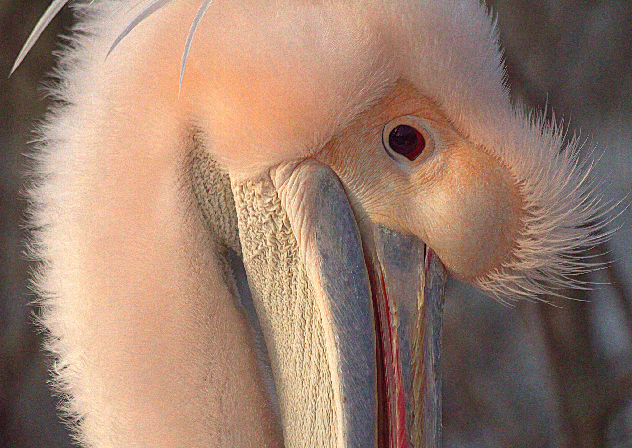Canon EF 70-300mm F4-5.6 IS USM sample photo. Mgm photography