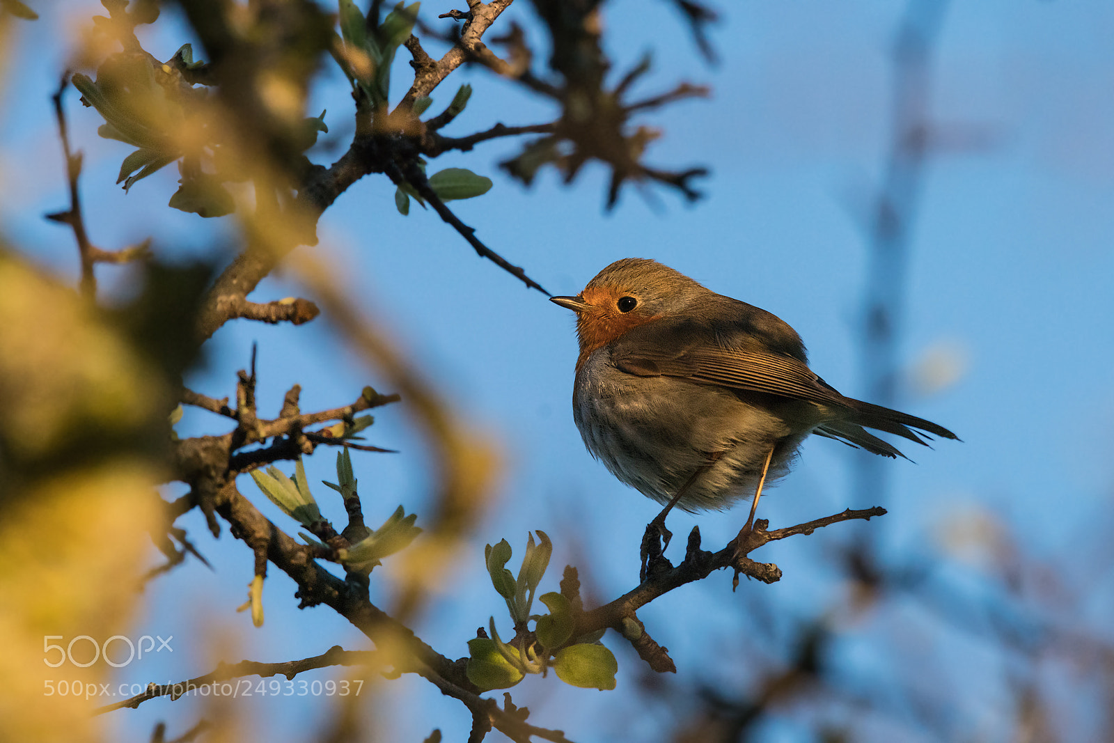 Sony a99 II sample photo. Erithacus rubecula photography