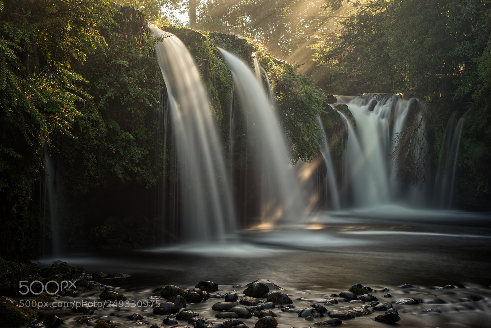 Nikon D610 sample photo. Pichi ignao detalle photography