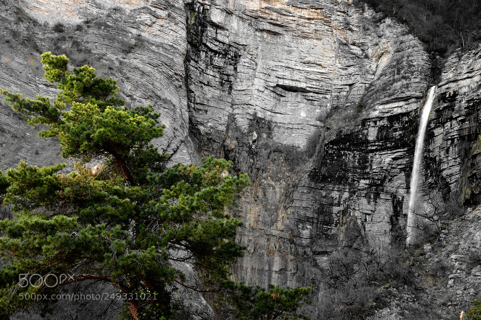 Nikon D5300 sample photo. Chartreuse... photography