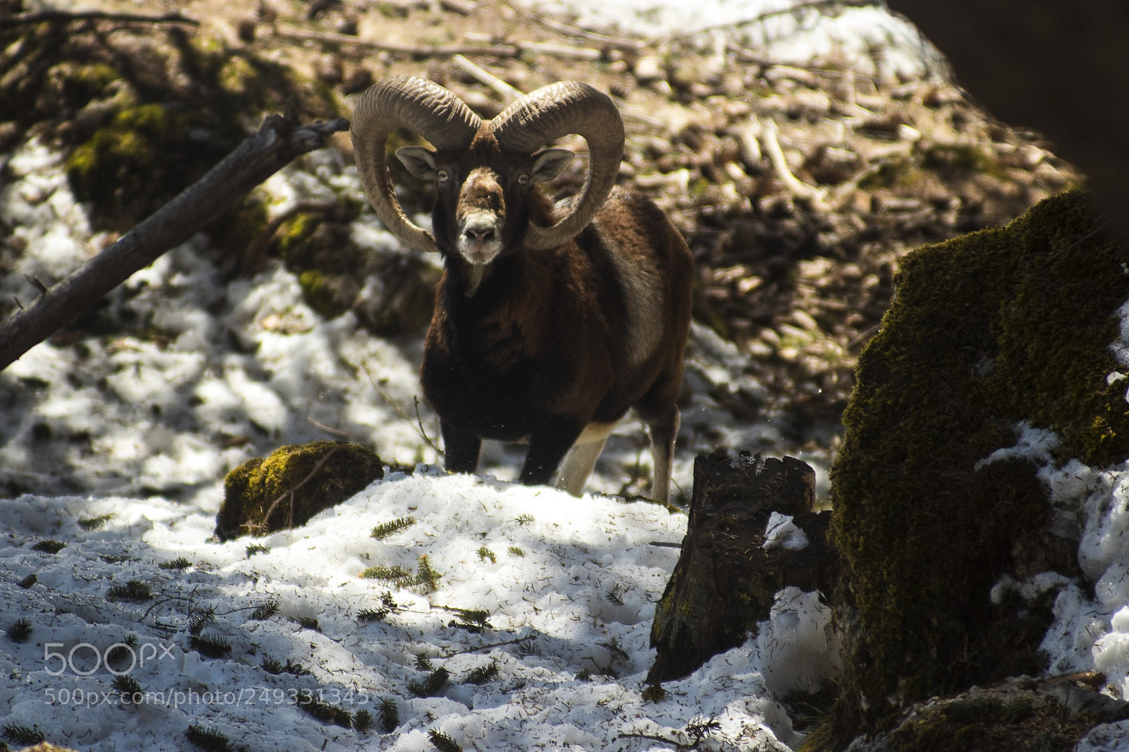 Canon EOS 80D sample photo. Mouflon photography