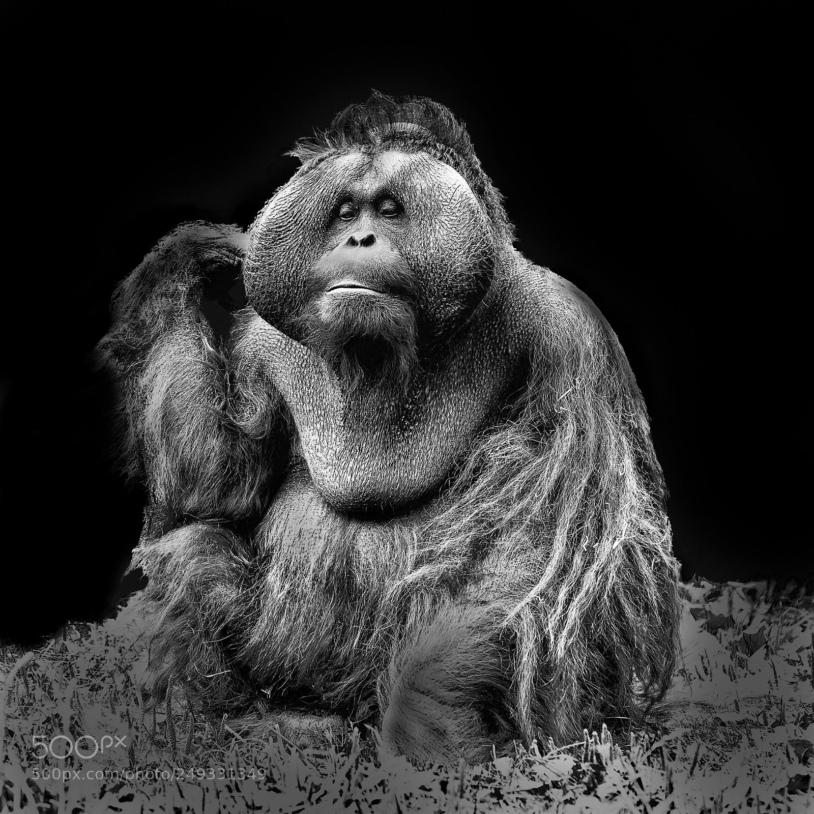 Nikon D7000 sample photo. Orangutan photography