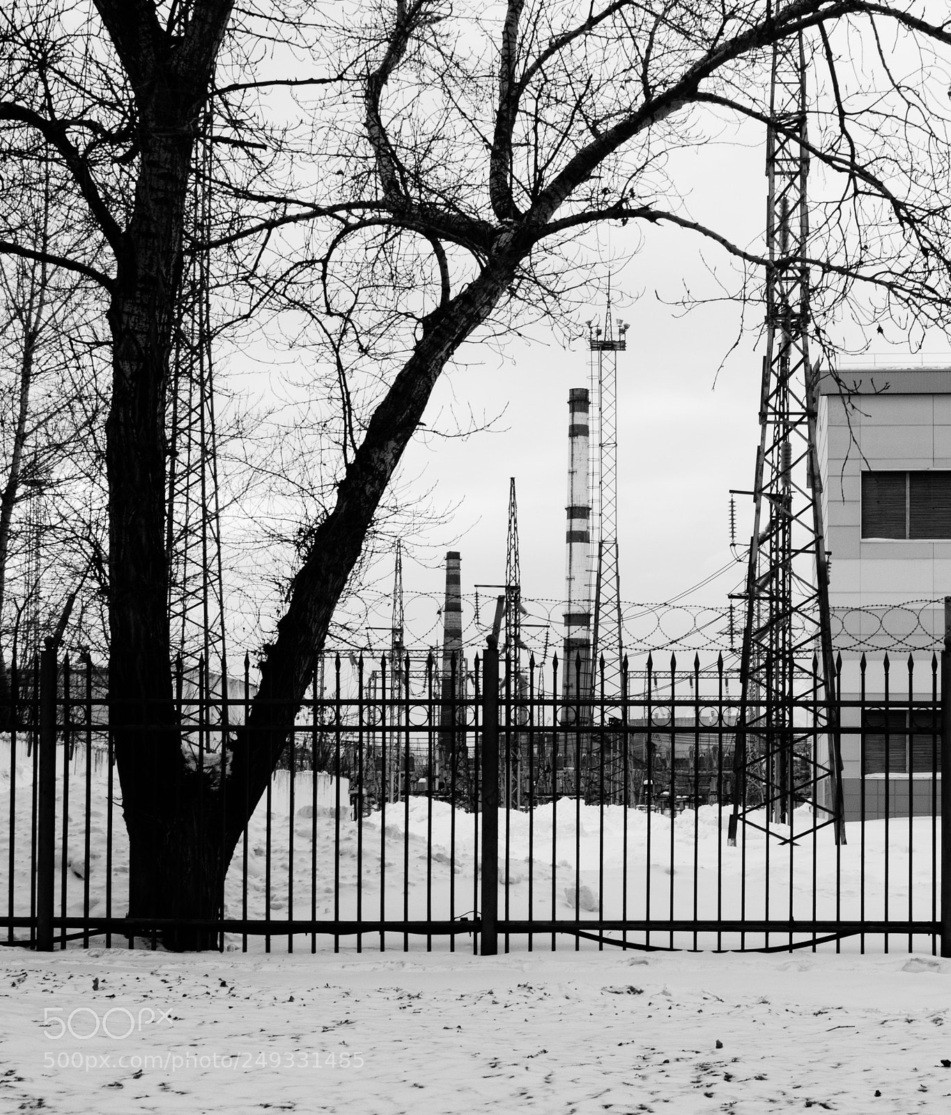 Nikon D5100 sample photo. Trees of the city photography