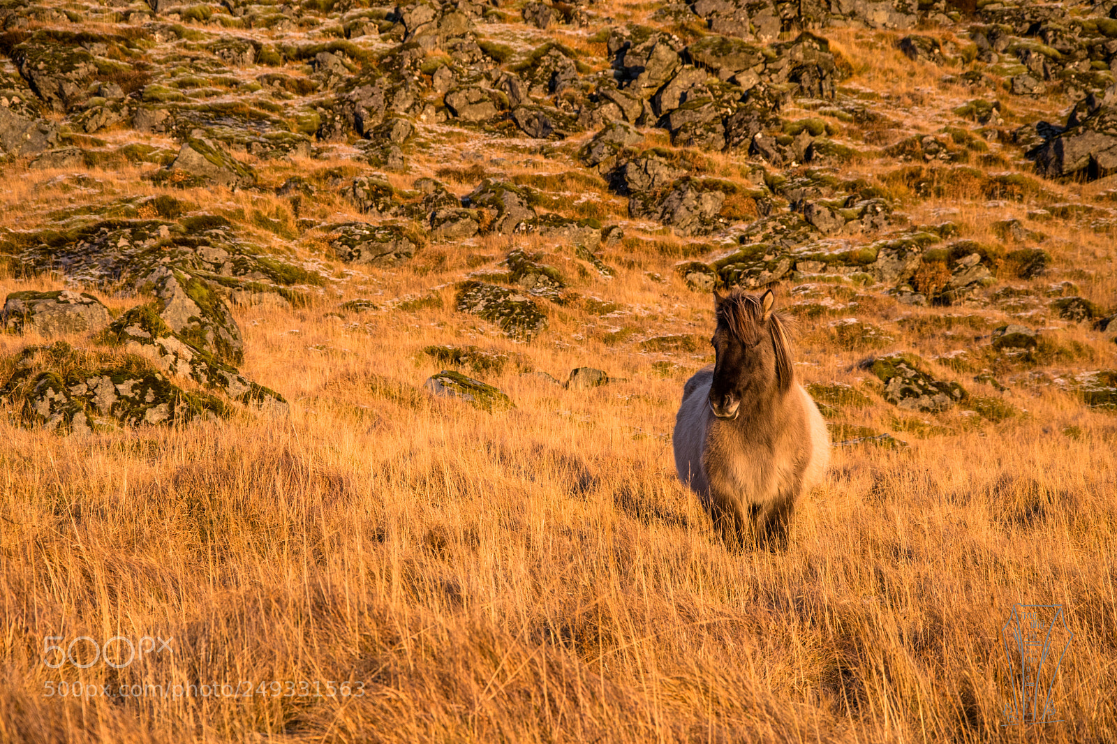 Nikon D500 sample photo. Iceland horse photography