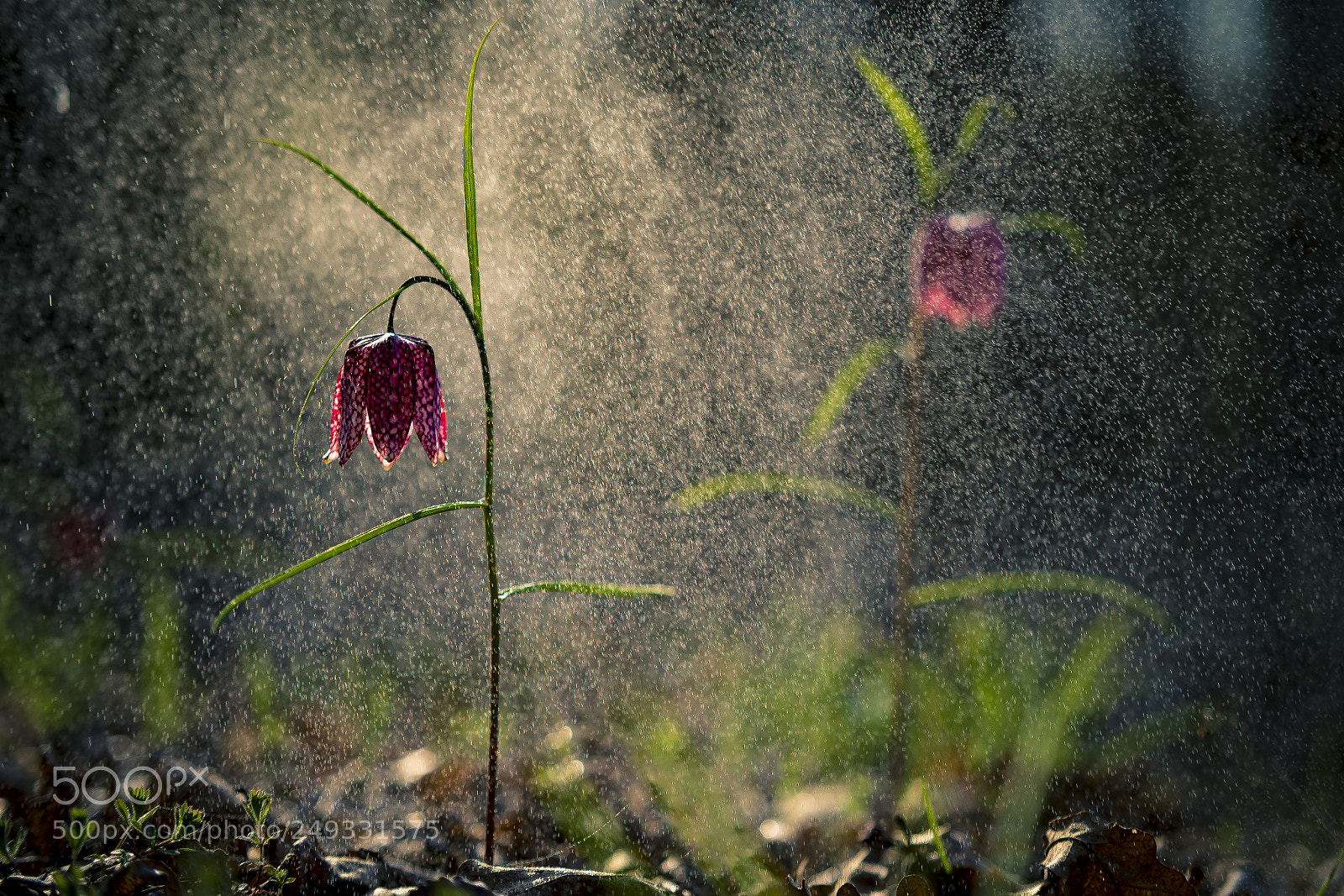 Nikon D610 sample photo. Rain's beauty photography