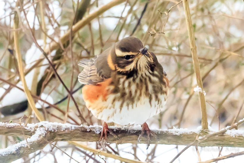 Canon EOS 7D Mark II sample photo. Redwing photography