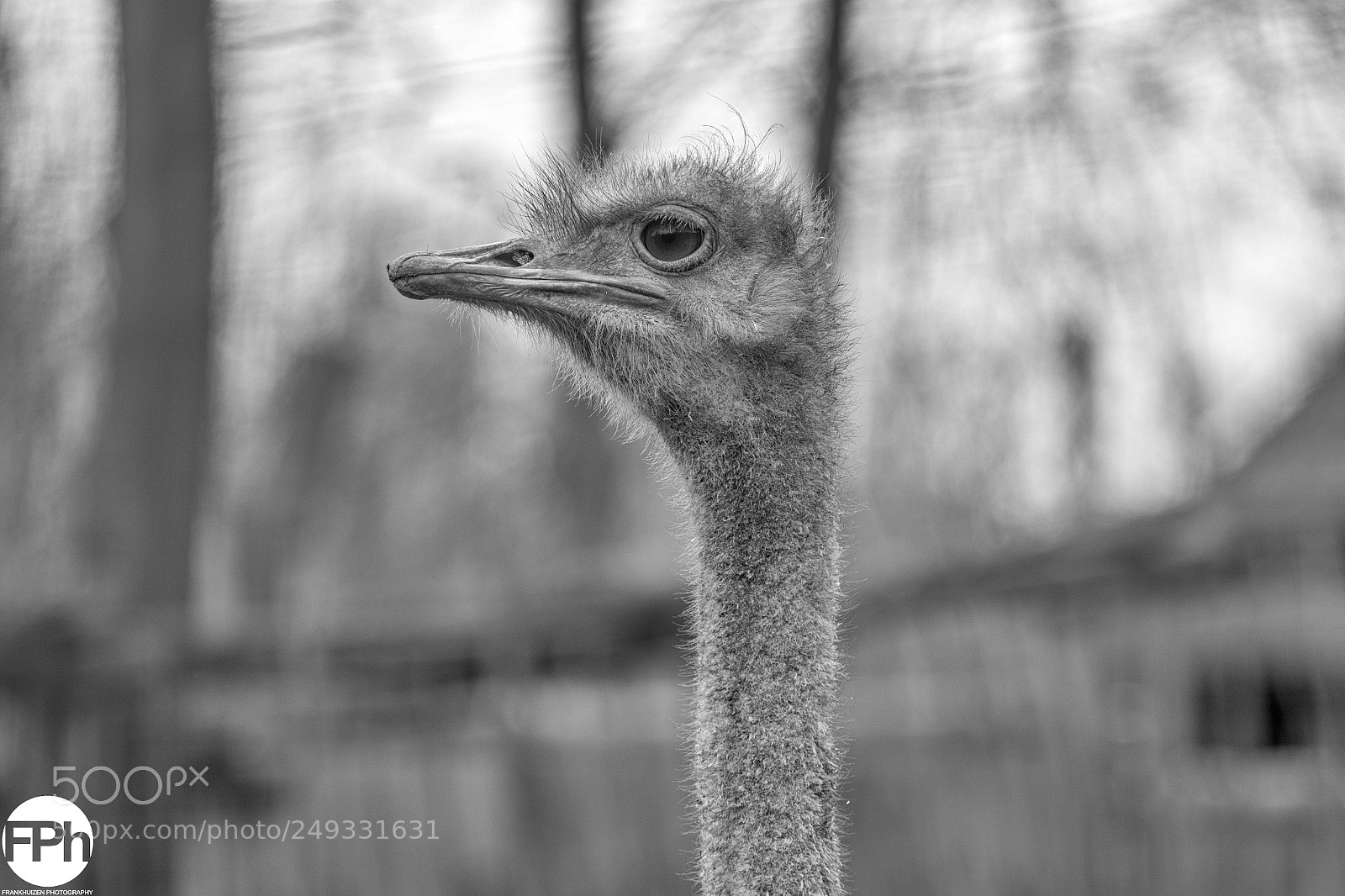 Canon EOS 7D Mark II sample photo. Ostrich photography