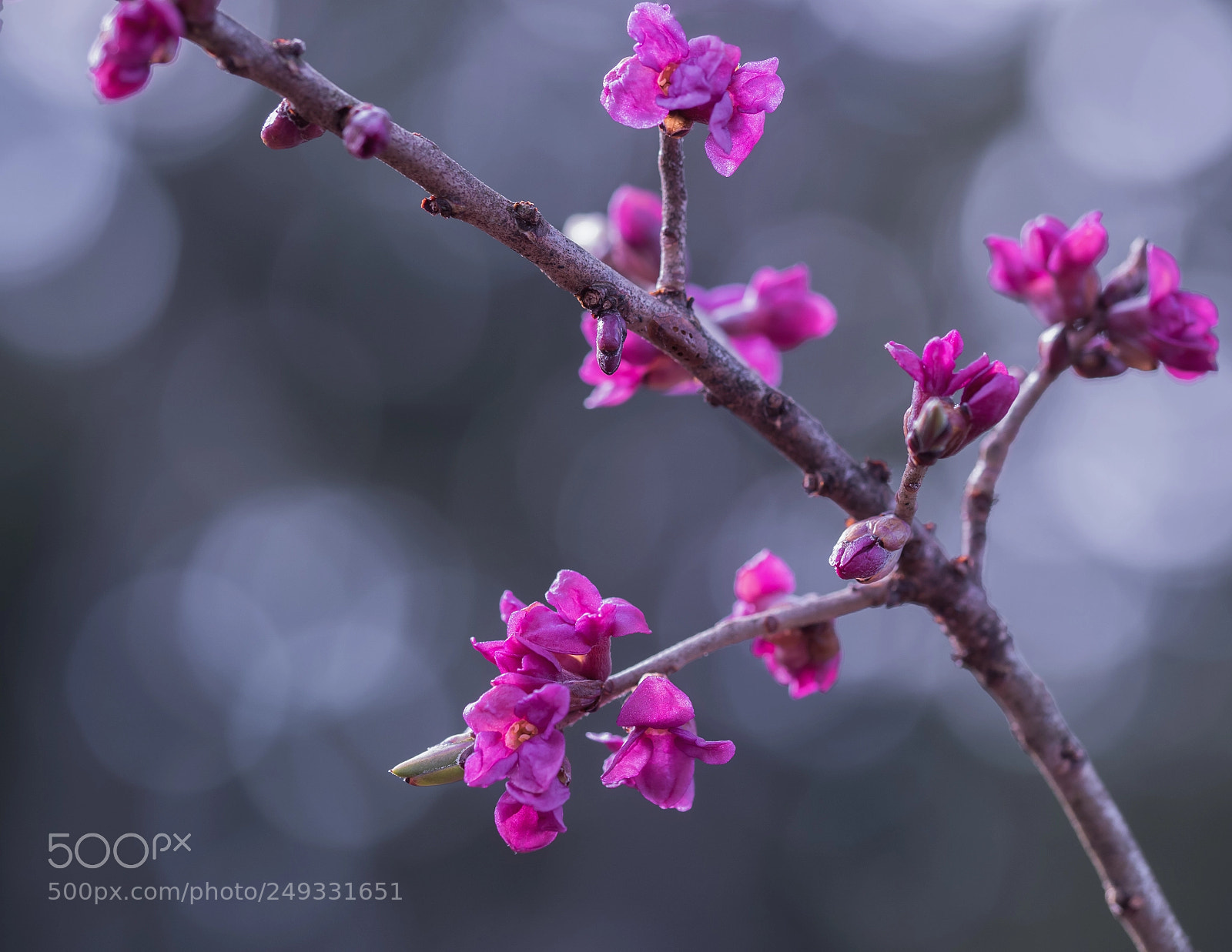 Olympus OM-D E-M5 II sample photo. Pink spring photography