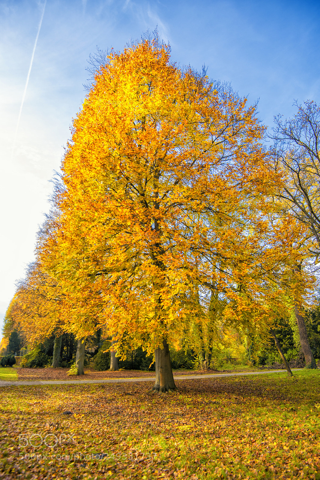 Nikon D600 sample photo. Beautiful view of forest photography