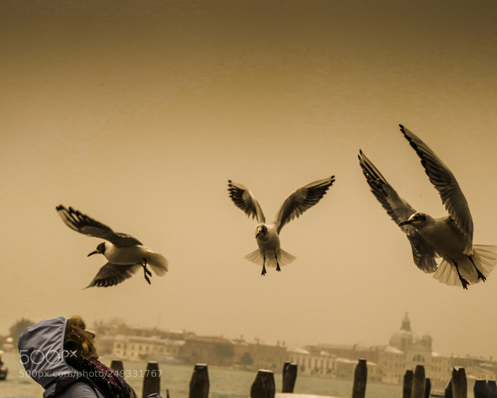 Canon EOS 200D (EOS Rebel SL2 / EOS Kiss X9) sample photo. Seagull in venice photography