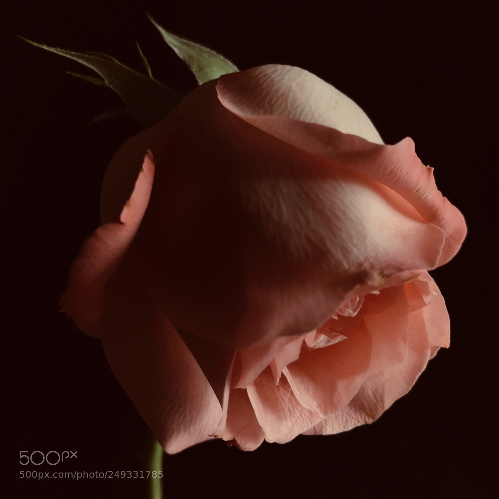 Apple iPhone 7 Plus sample photo. Downcast rose photography