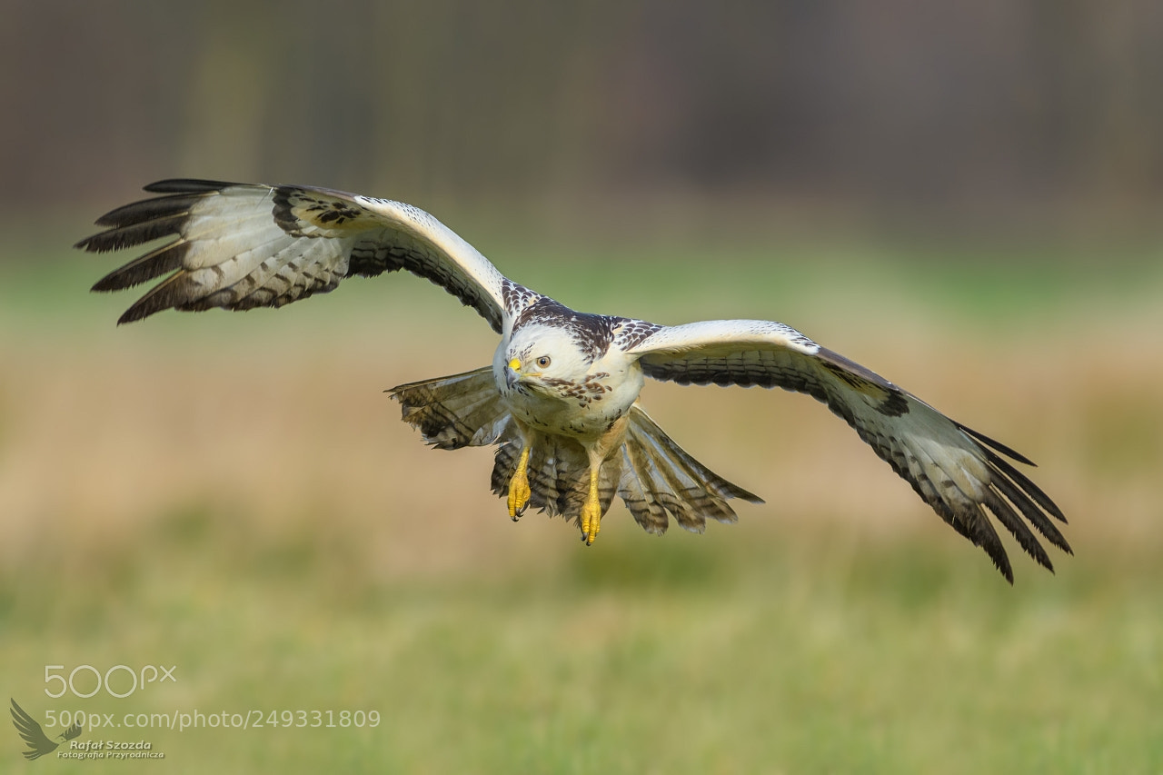 Nikon D500 sample photo. Myszo w, common buzzard photography