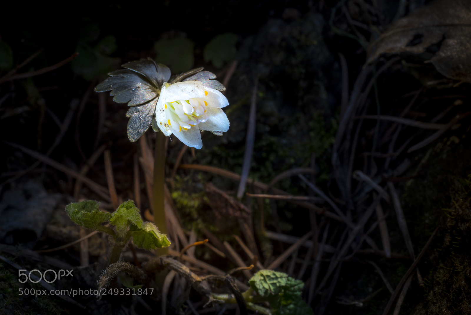Nikon D810 sample photo. Little flower photography