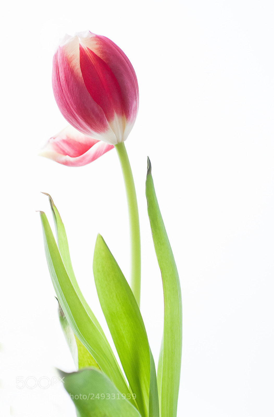 Nikon D300 sample photo. Solo photography