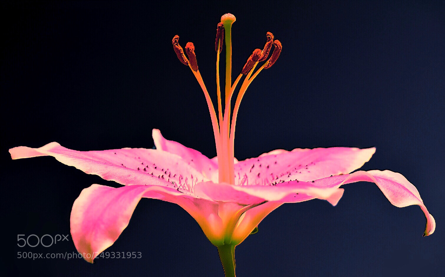 Nikon D5600 sample photo. Pink oriental lily photography