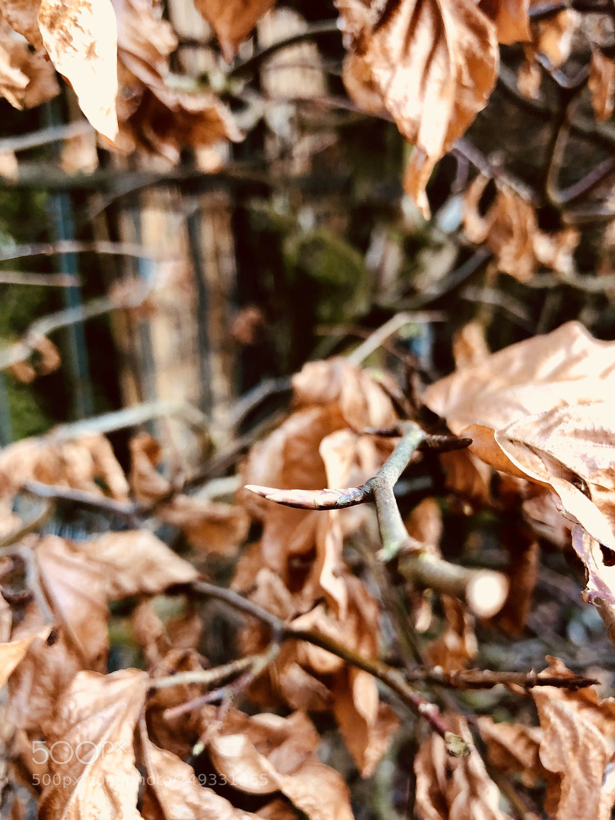 Apple iPhone X sample photo. Shot on iphone x photography