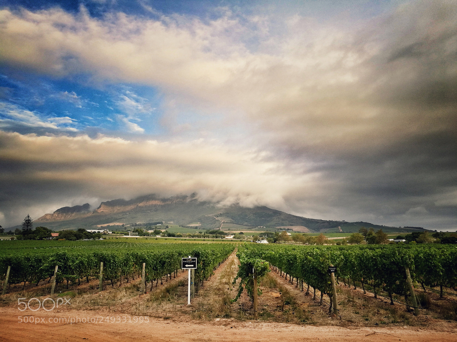 HUAWEI P9 sample photo. The vinyard photography