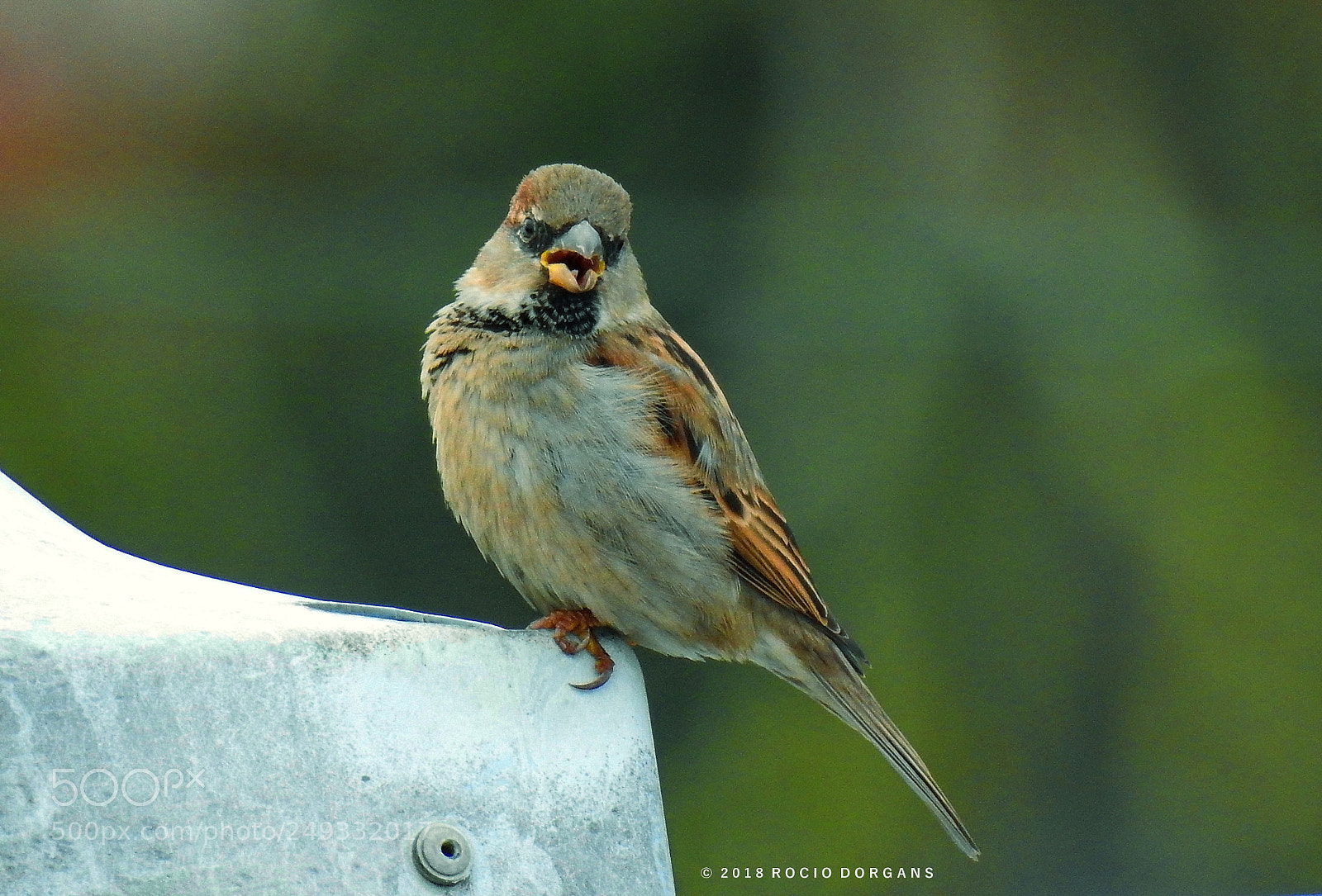 Nikon Coolpix P900 sample photo. Bird photography