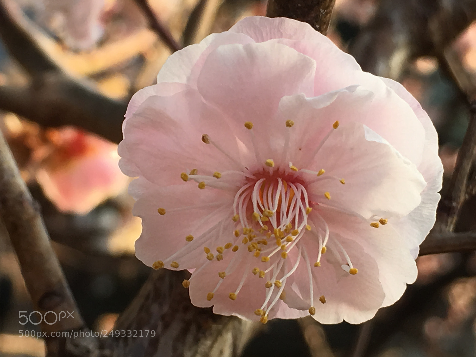 Apple iPhone 6s Plus sample photo. Spring2018 flowers photography