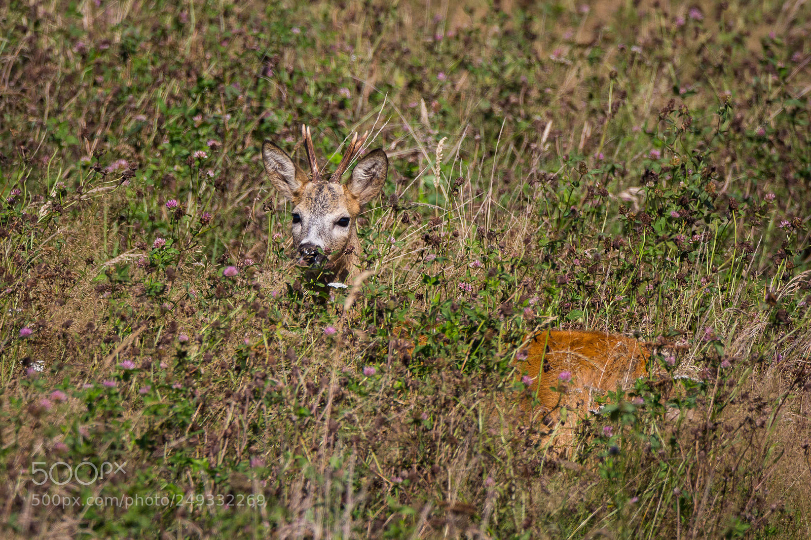 Canon EOS 60D sample photo. Roe deer buck in photography