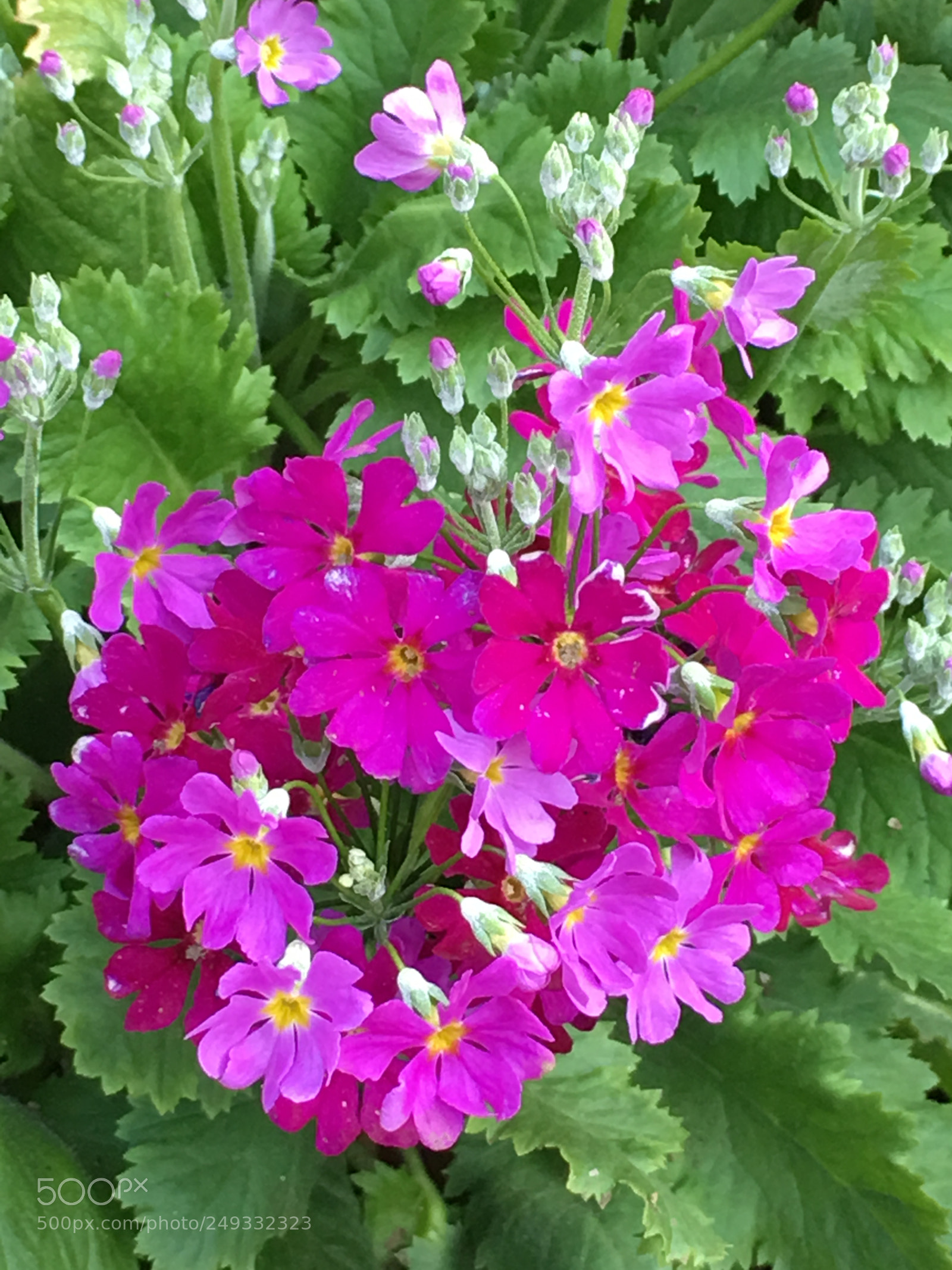 Apple iPhone 6s Plus sample photo. Spring2018 flowers photography