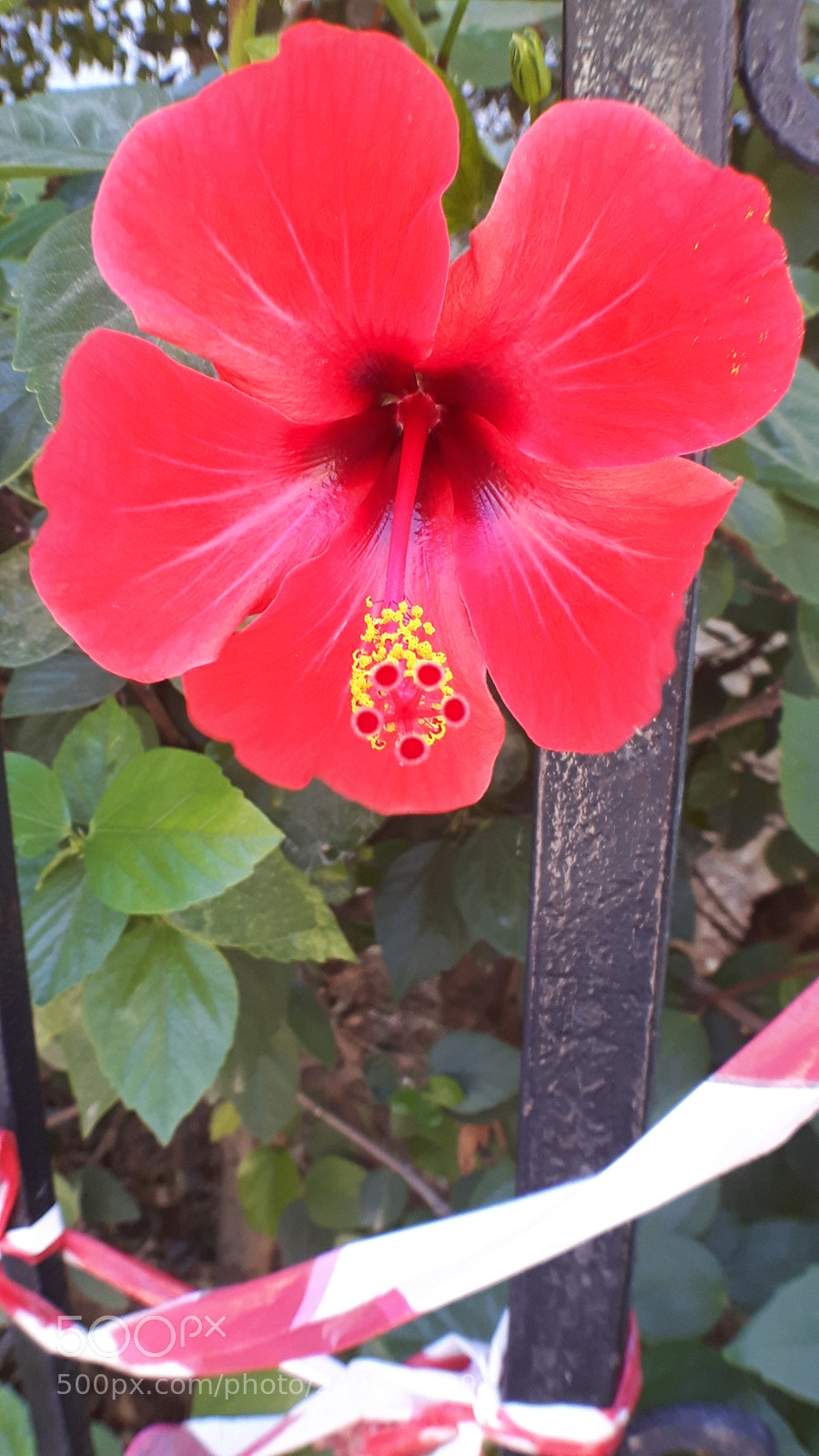 Samsung Galaxy S5 Neo sample photo. 20170902_124553.jpg photography