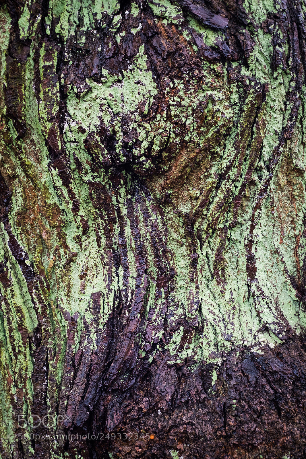 Fujifilm X-E1 sample photo. Tree shape and colours. photography