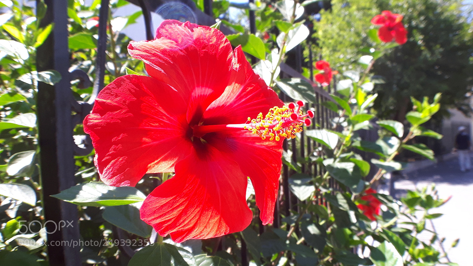 Samsung Galaxy S5 Neo sample photo. 20170902_124633.jpg photography