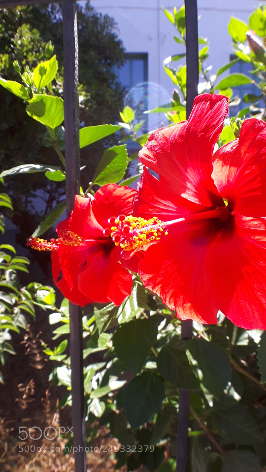 Samsung Galaxy S5 Neo sample photo. 20170902_124729.jpg photography