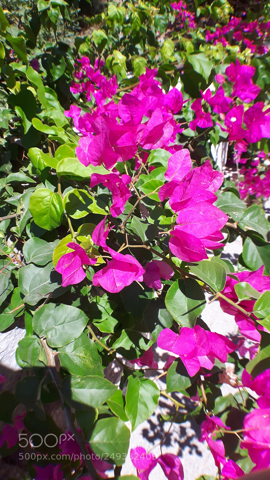 Samsung Galaxy S5 Neo sample photo. 20170902_124829.jpg photography