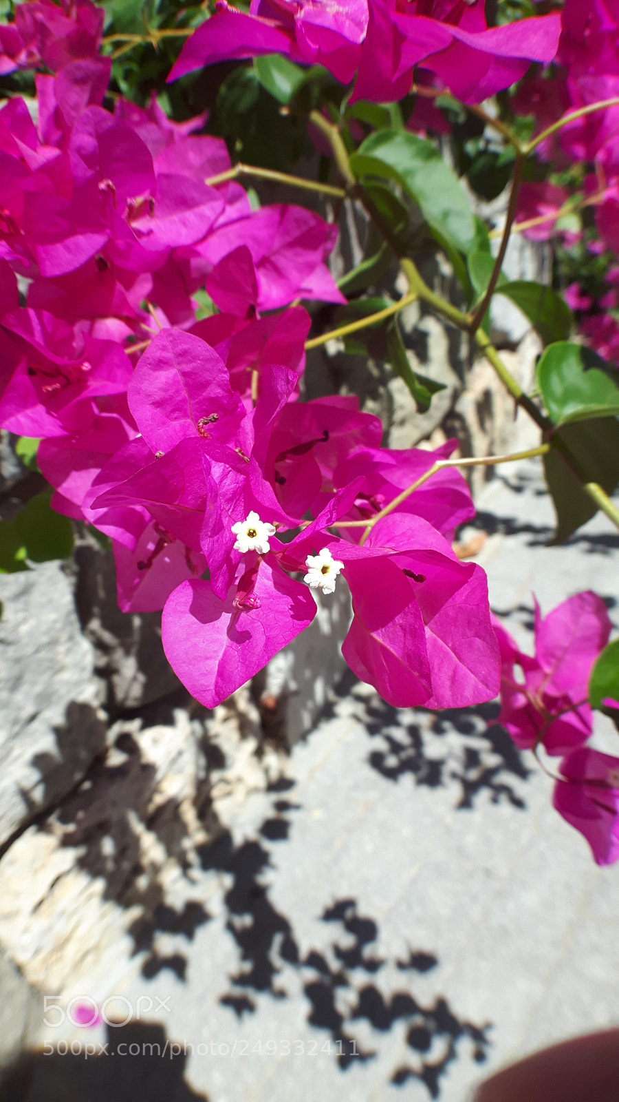Samsung Galaxy S5 Neo sample photo. 20170902_124907.jpg photography