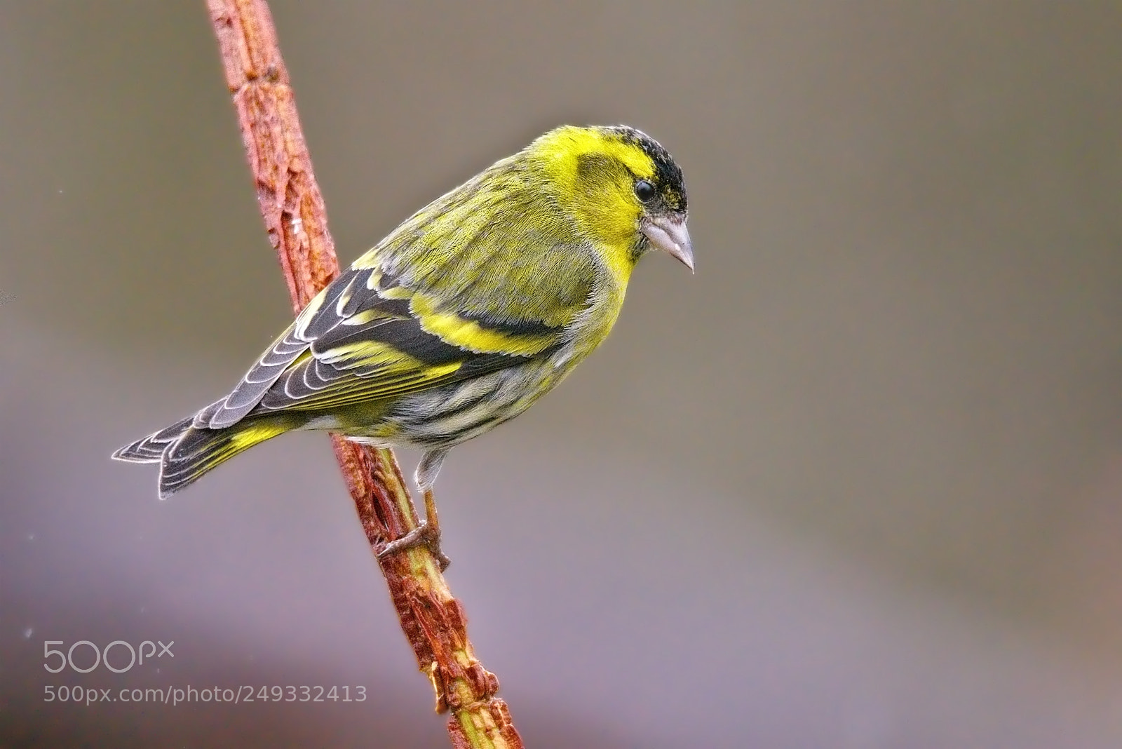 Nikon D7200 sample photo. Eurasian siskin photography