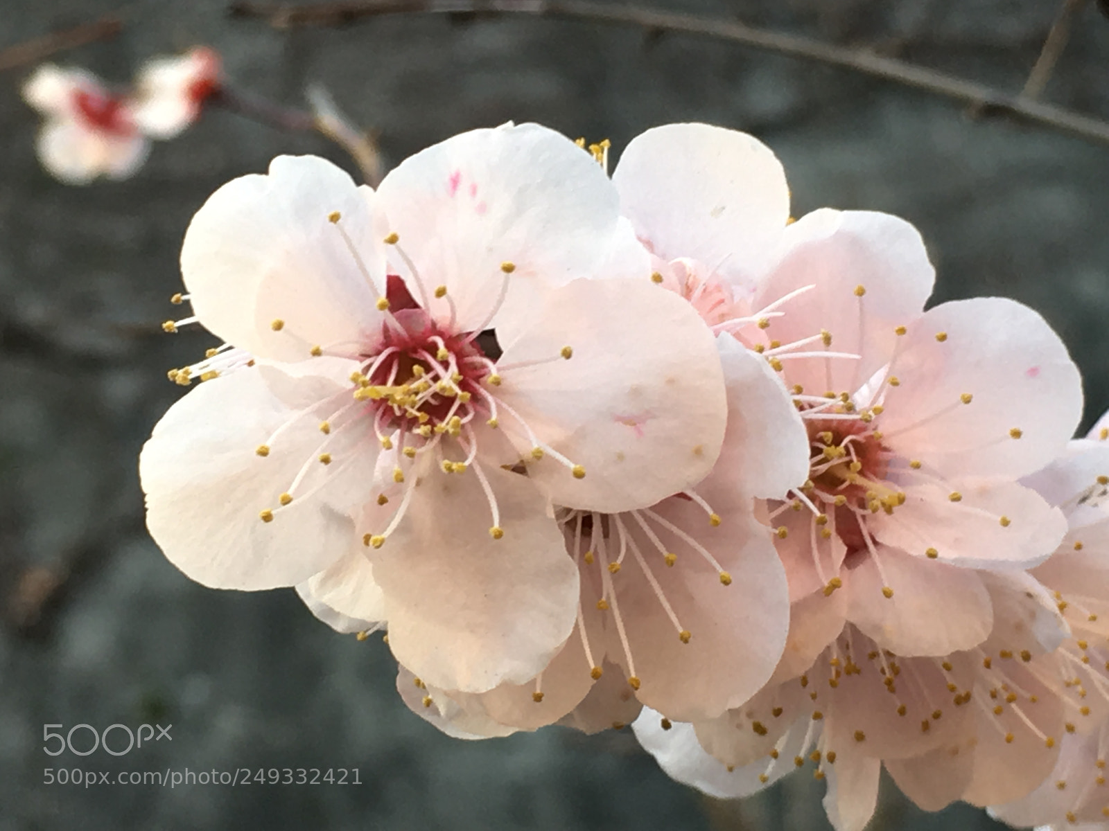Apple iPhone 6s Plus sample photo. Spring2018 flowers photography