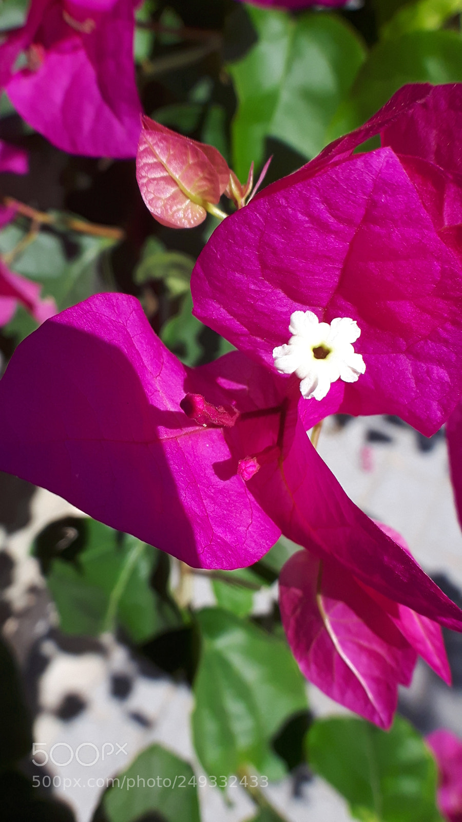 Samsung Galaxy S5 Neo sample photo. 20170902_124954.jpg photography