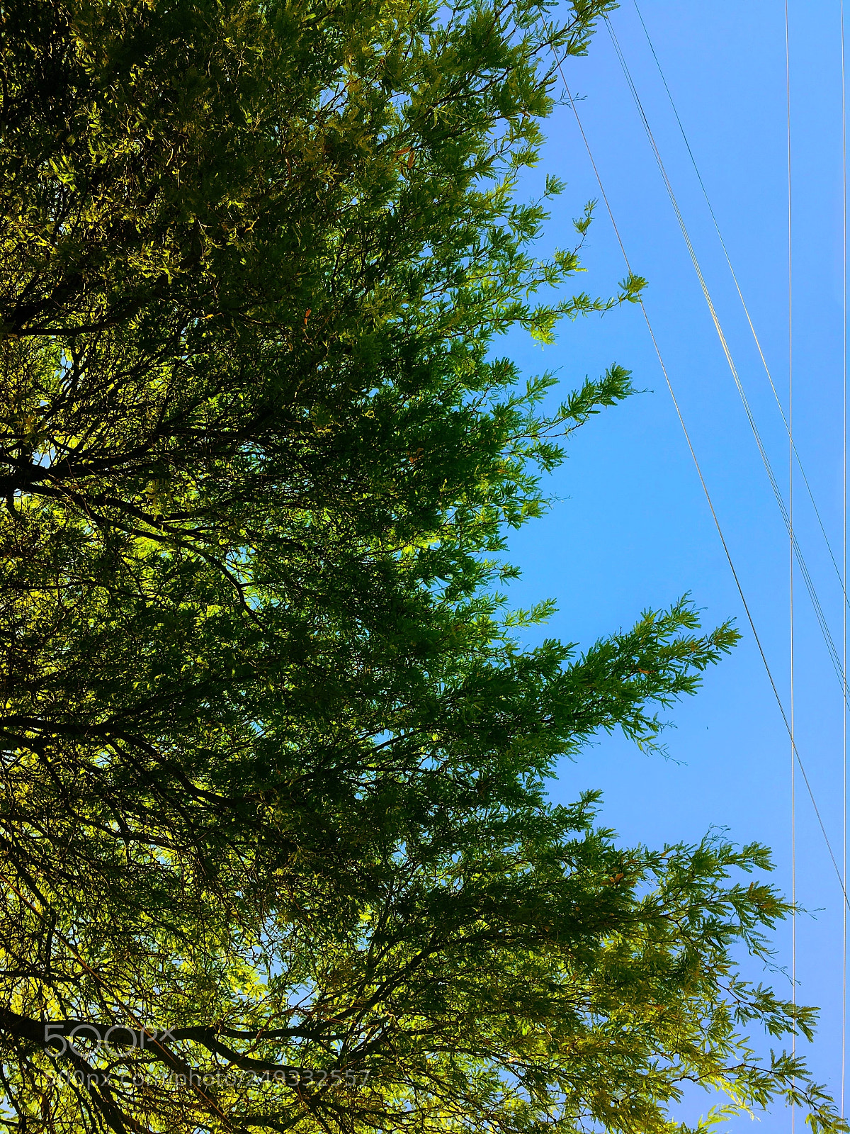 Apple iPhone SE sample photo. Green & blue photography