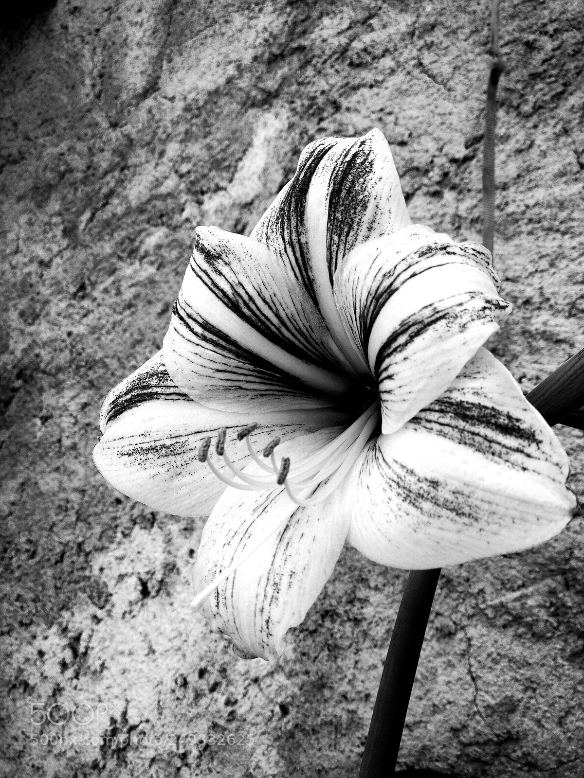 HUAWEI P10 sample photo. A flower beautiful photography