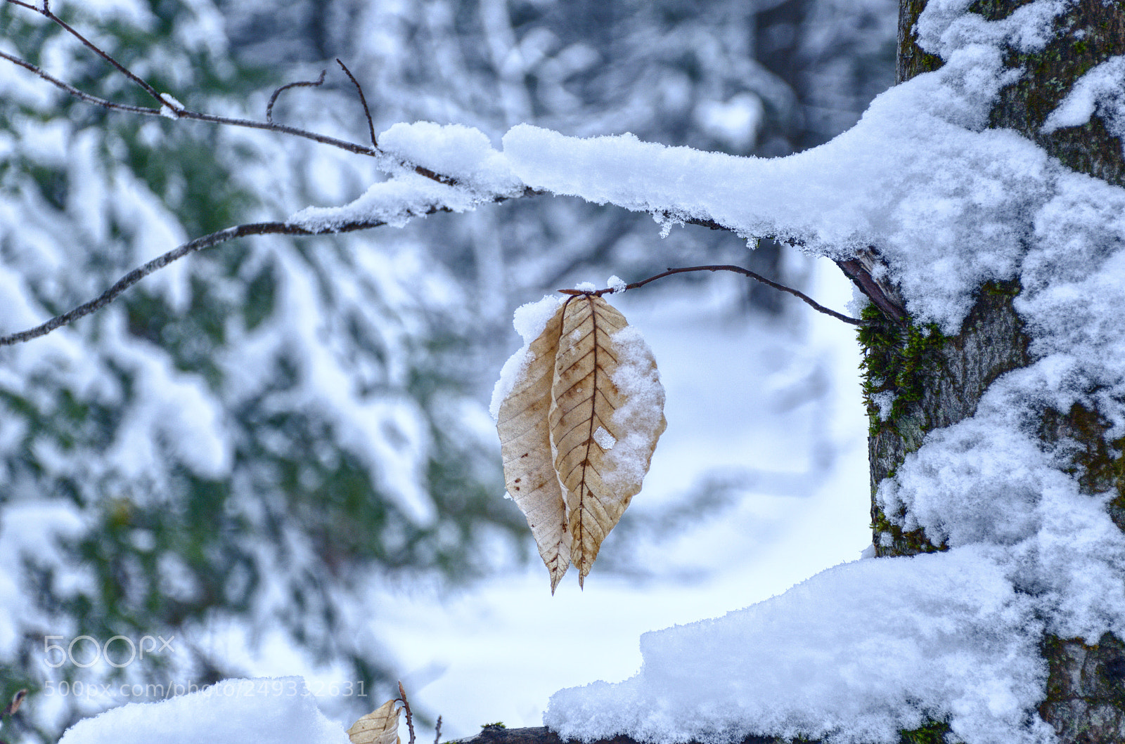 Nikon D7000 sample photo. Winter photography