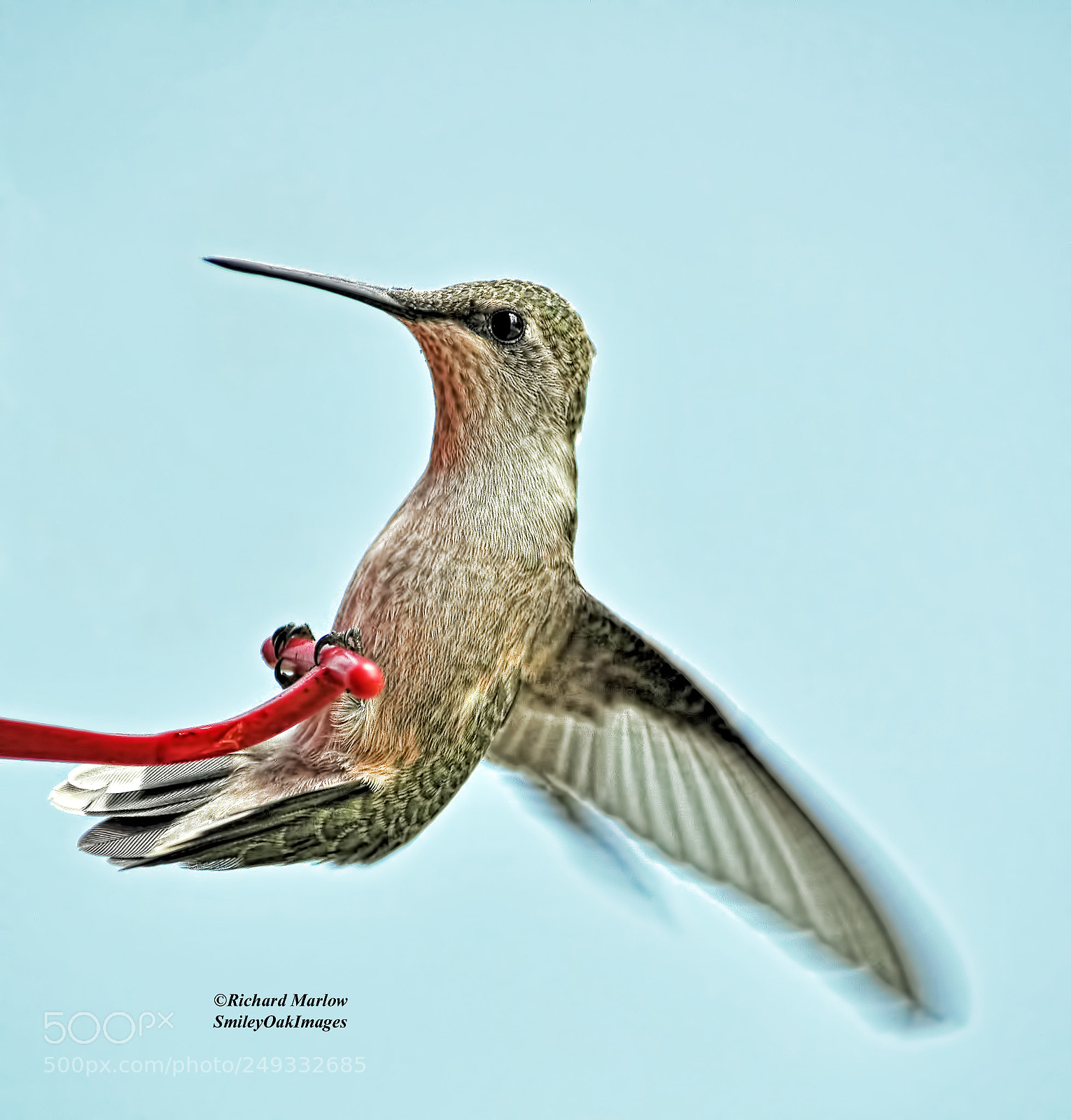 Nikon D5000 sample photo. Hummingbird photography