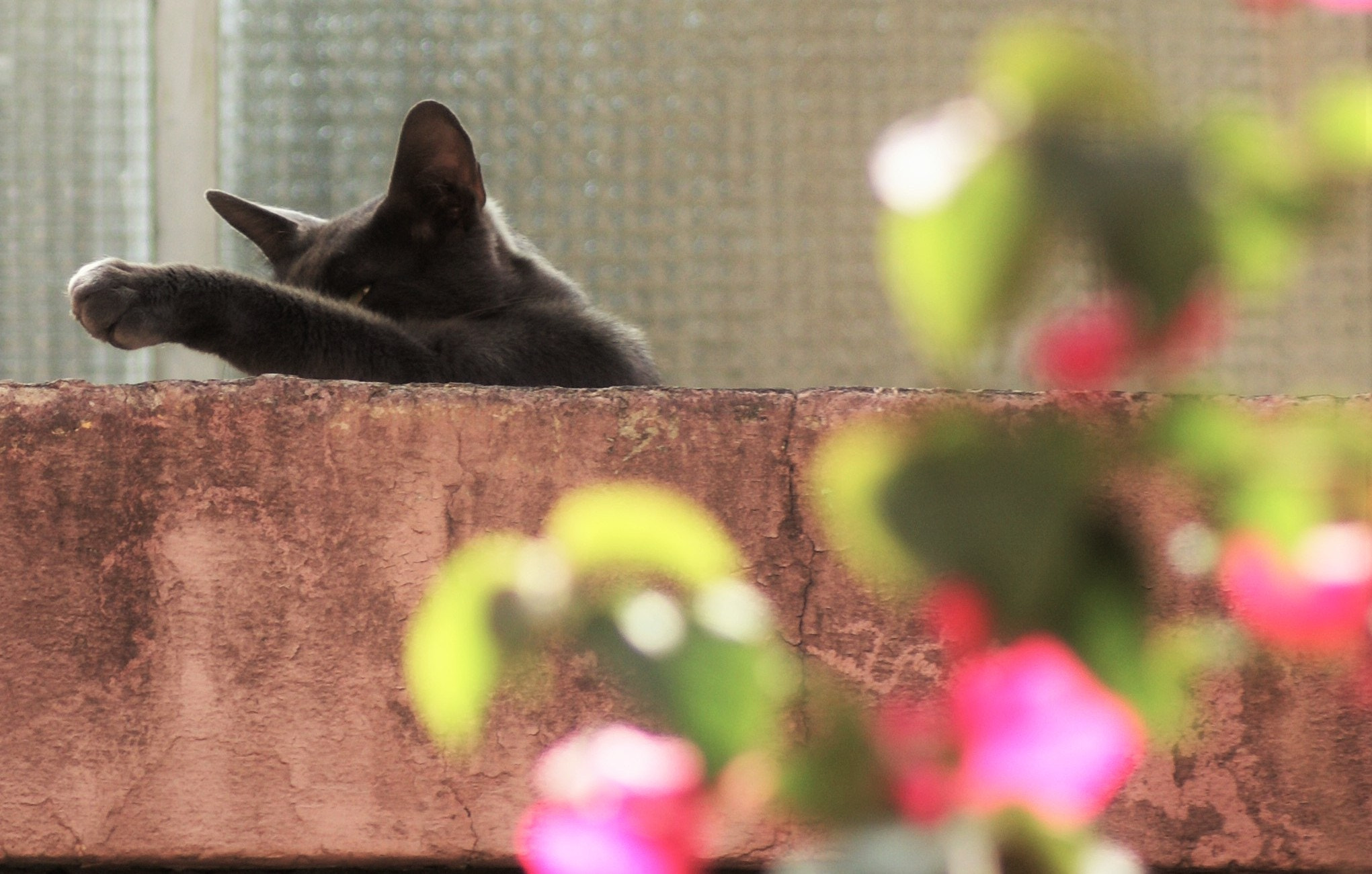 Sony 75-300mm F4.5-5.6 sample photo. Sachi photography