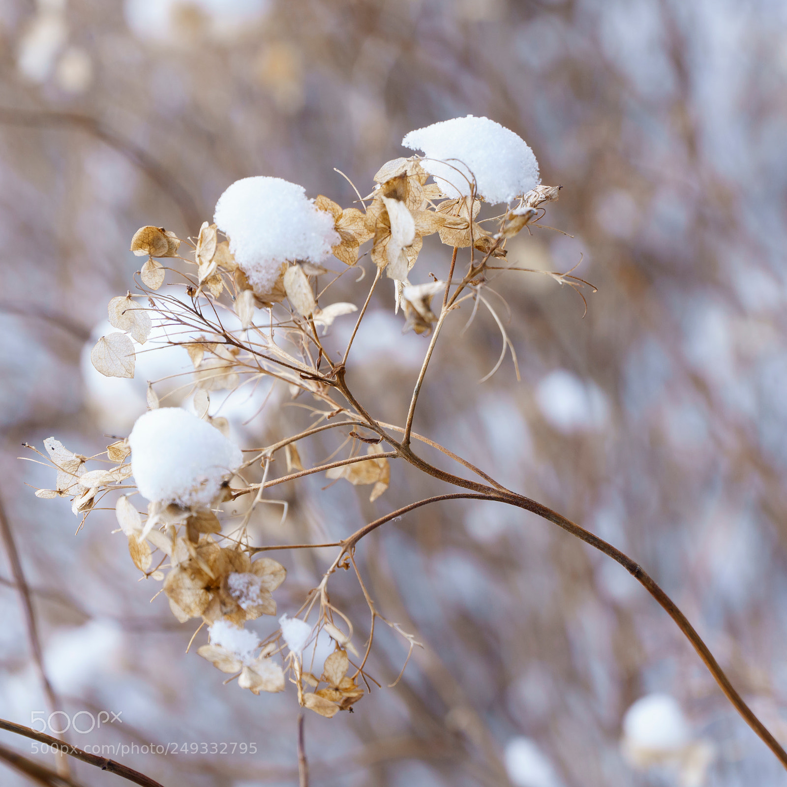 Sony a6000 sample photo. Frozen photography
