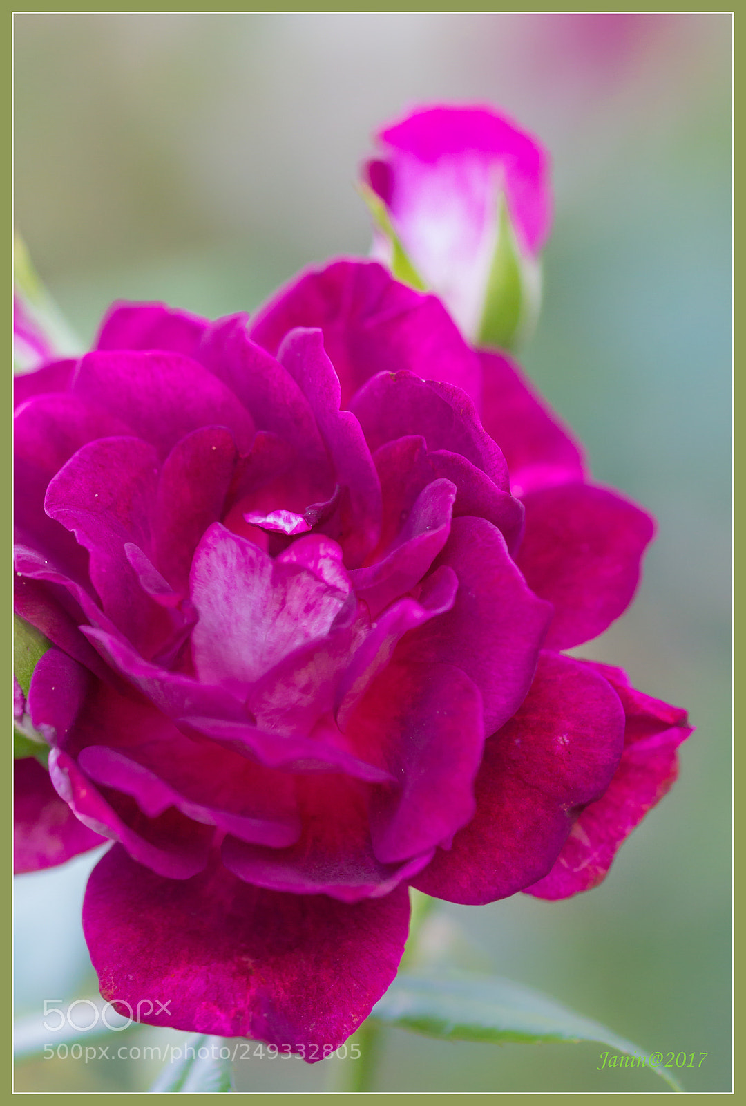 Canon EOS 60D sample photo. Miss the roses photography