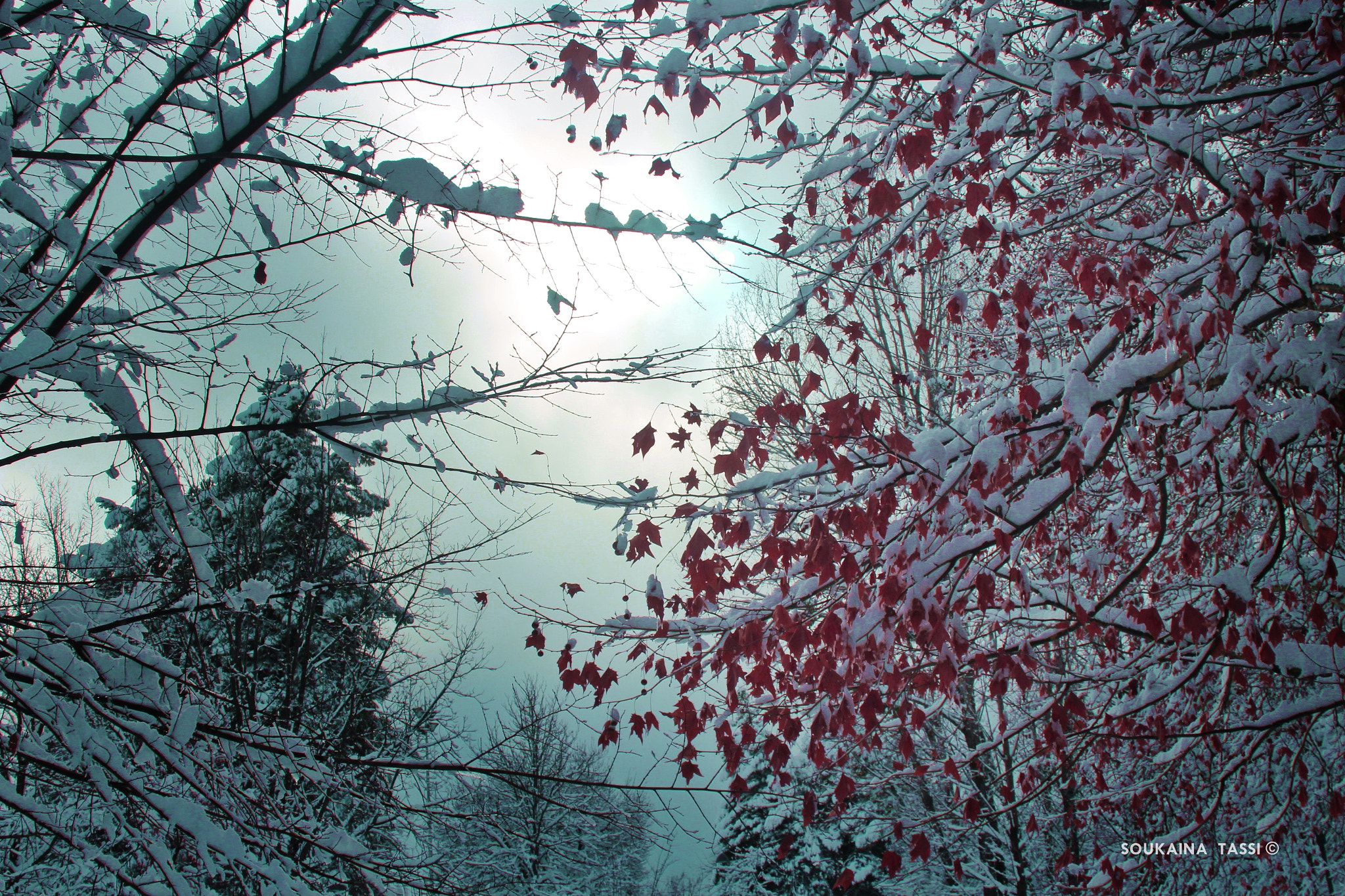 Canon EF-S 18-55mm F3.5-5.6 IS sample photo. Trees covered by the snow photography
