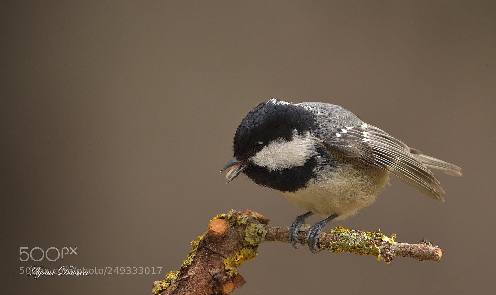 Nikon D7200 sample photo. Coal tit - am photography